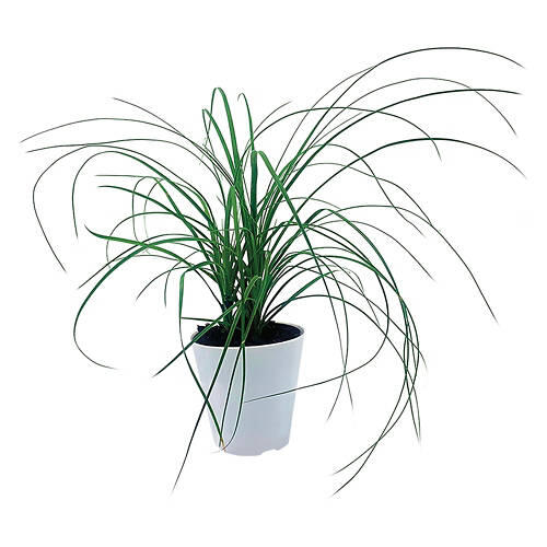 4" Assorted Foliage