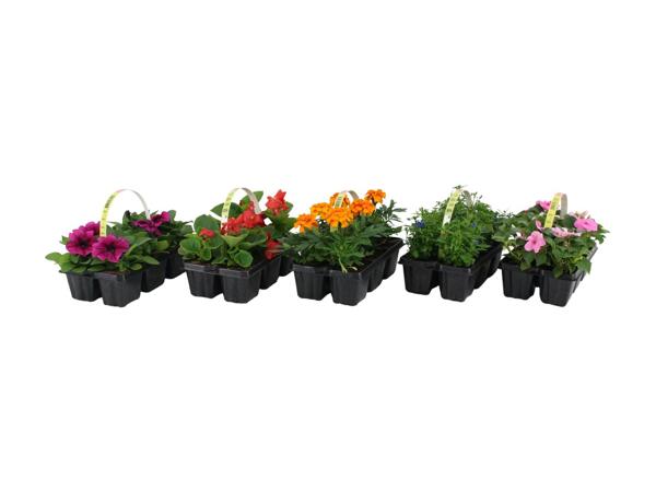 Blooming Joy (6 Pack)