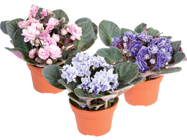 Usambaraveilchen Sweet Violet