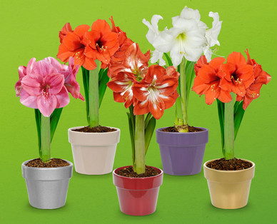 Amaryllis