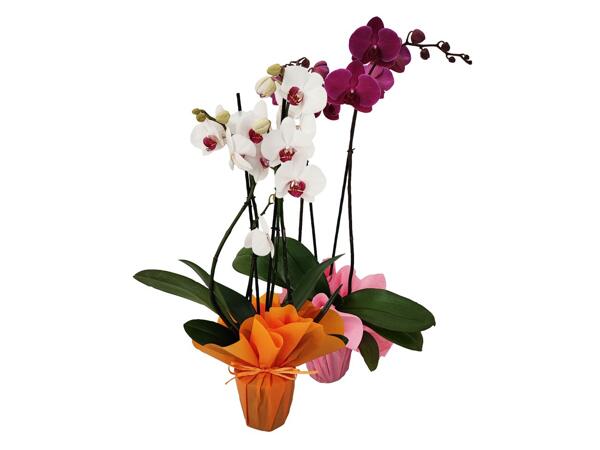 Phalaenopsis maxi, 2 stems