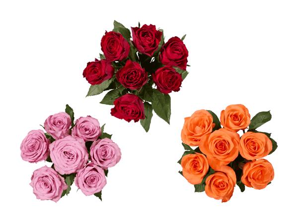 Rose premium