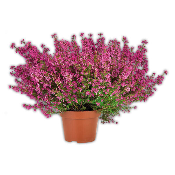 Erica gracilis