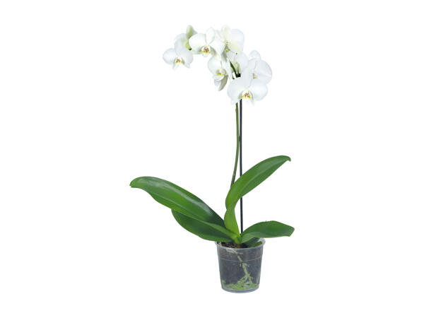 Orchid