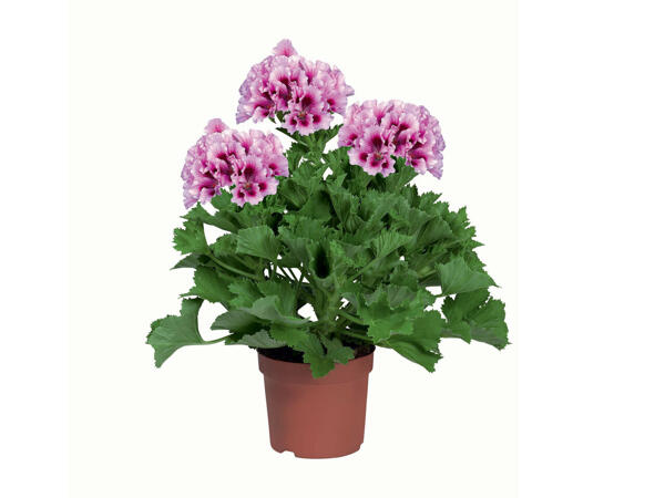 Géranium français