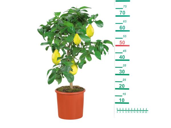 Large Citrus Tree