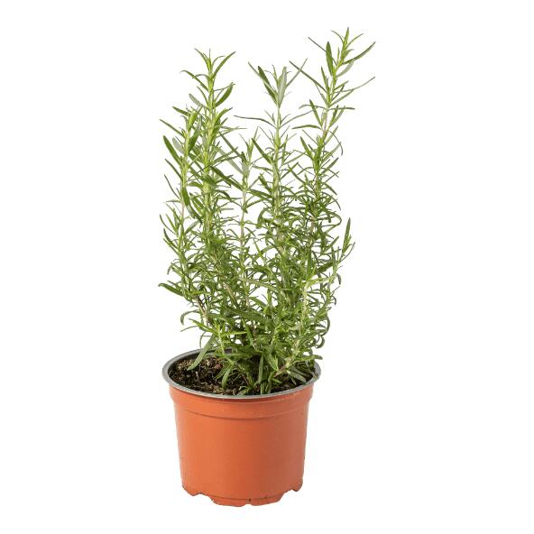 Biokruidenplant