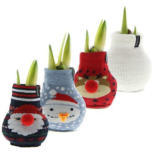 Amaryllis dans une chaussette