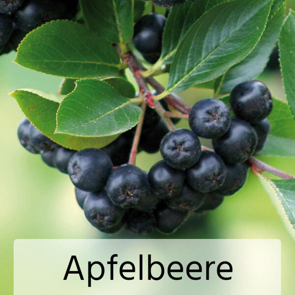 Obst-Mix