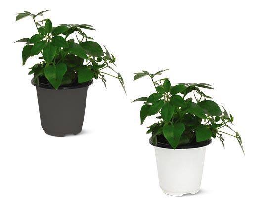 4" Foliage Assorted Varieties