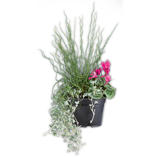 Herbst Hexe Trio