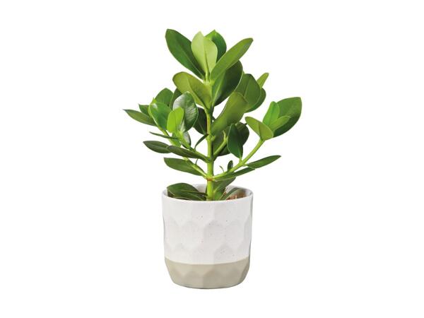 Grøn plante i keramik