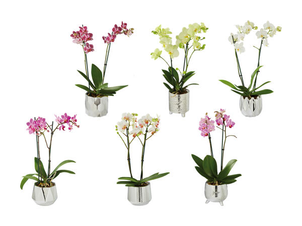 Phalaenopsis in Motivkeramik