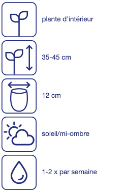 Plante d'appartement