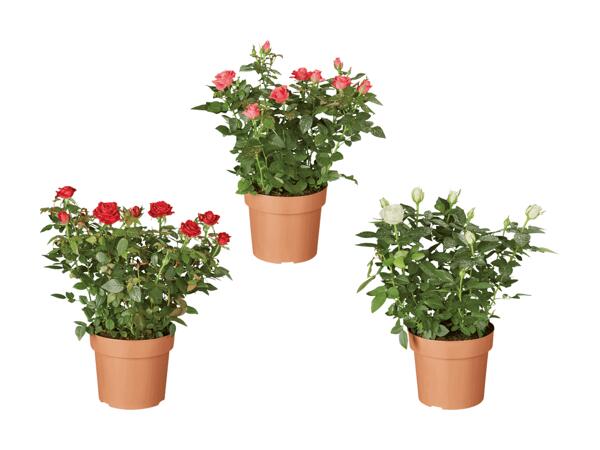 Rose da vaso Gold miste