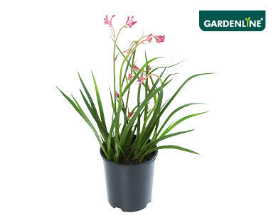 Kangaroo Paw 140mm