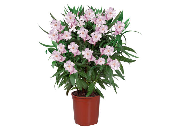 Oleander