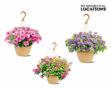 10" Hanging Basket Assorted Varieties
