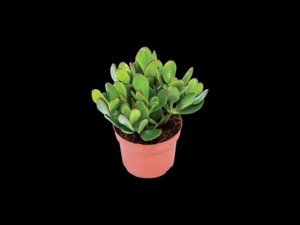 Succulents