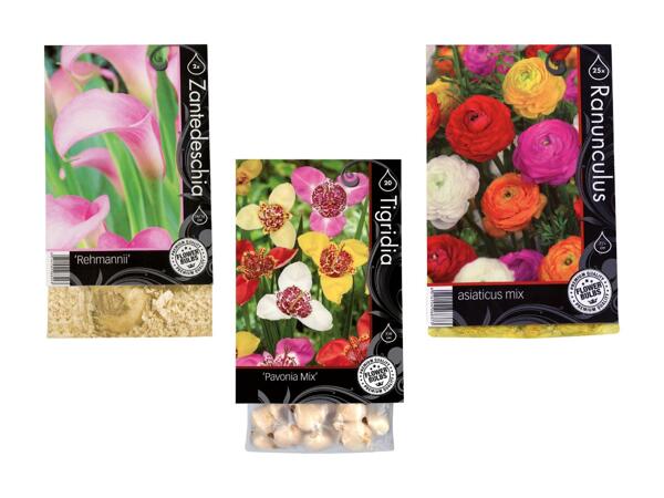 Bulbes à fleurs "Premium"