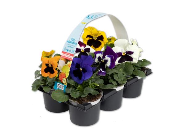 Viola Mix 6er Tray