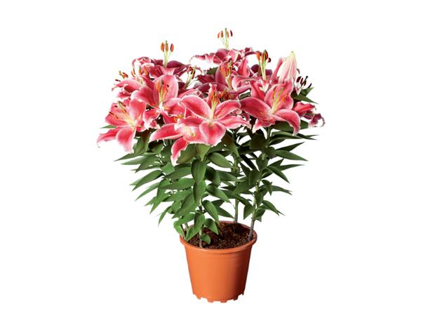 Oriental lily