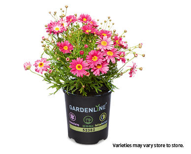 Assorted Daisy 140mm