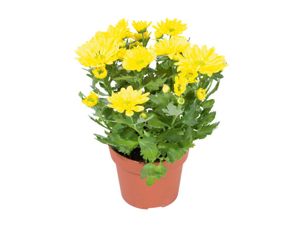 Chrysanthemums "Elle Fleur"