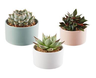 Plant with Ceramic Pot