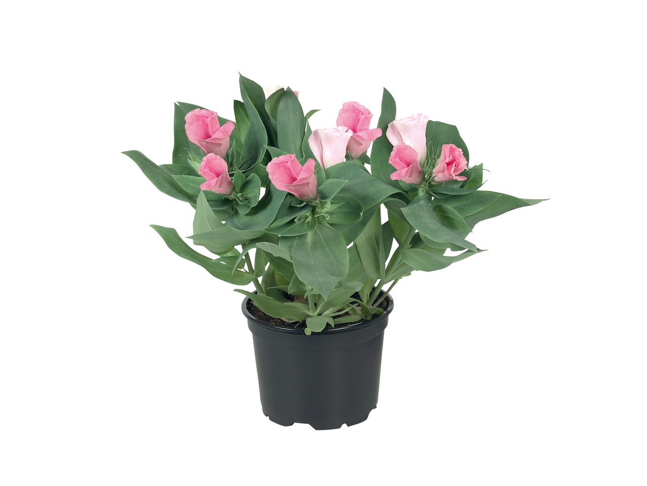 Eustoma