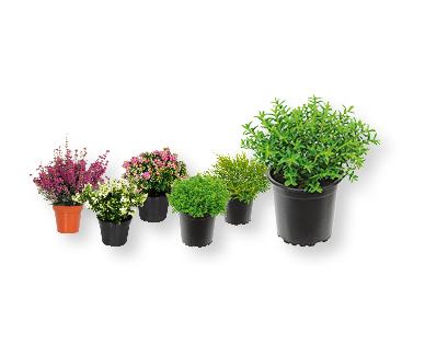 Plantes à floraison automnale