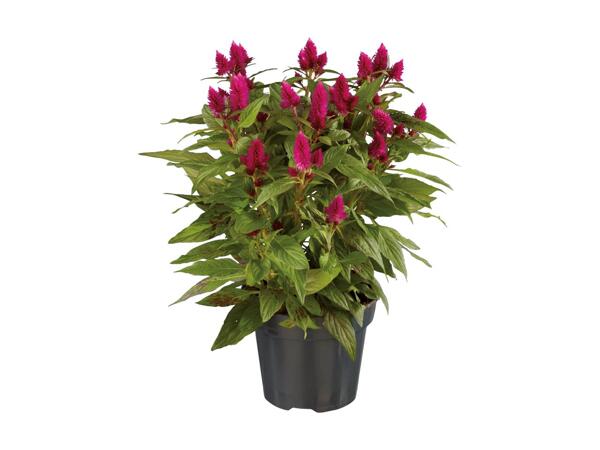 Celosia Caracas