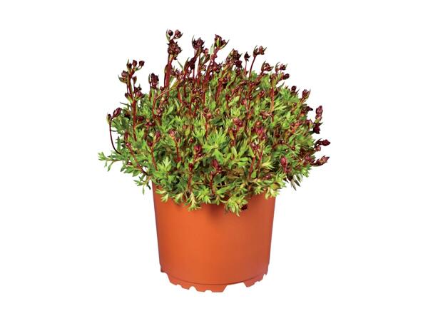 Rockery/​Border Plants