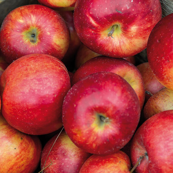 Äpfel