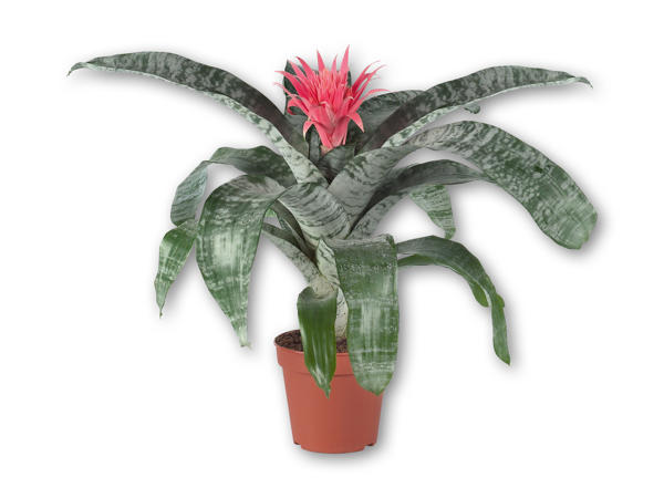 Bromelia