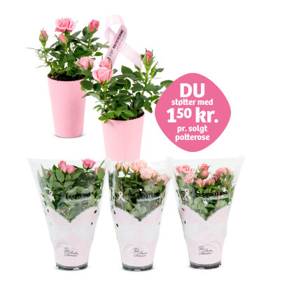 Potterose "STØT BRYSTERNE"