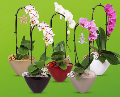Orchidee ‚Cascade'