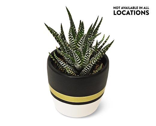Mini Zebra Plant