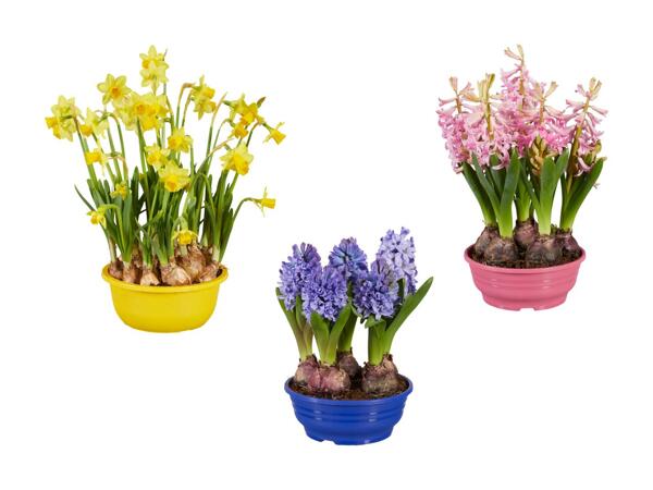 Blomstrende løgplanter i skål