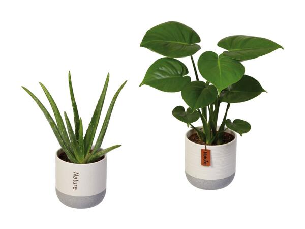 Grøn plante i keramik