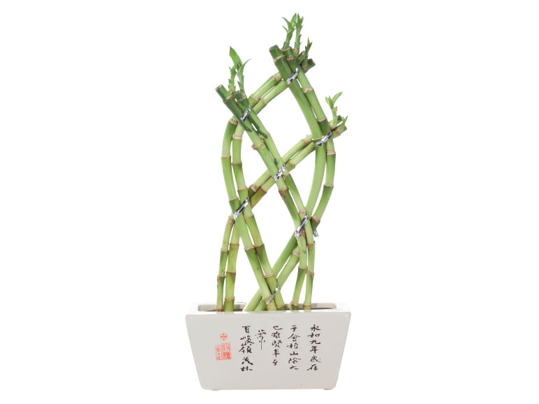 Lucky Bamboo