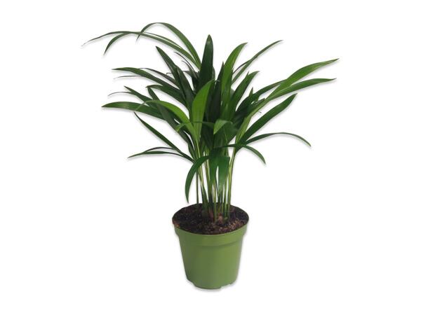 Palms
