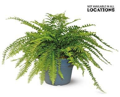 8" Boston Fern