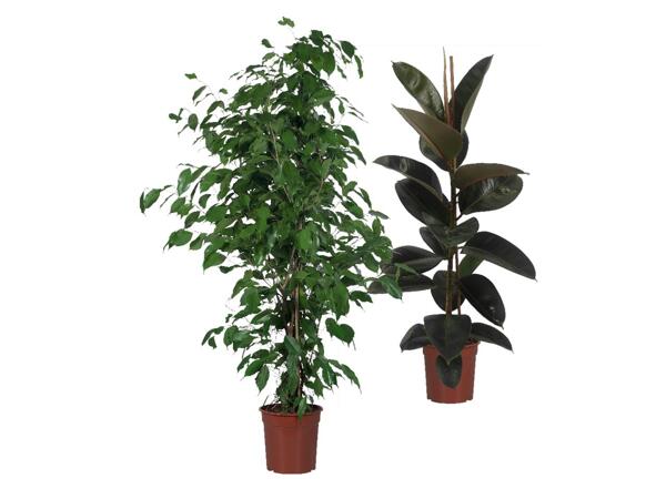 Green plants