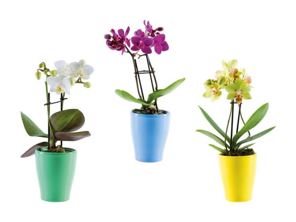 Mini phalaenopsis dans un pot en céramique