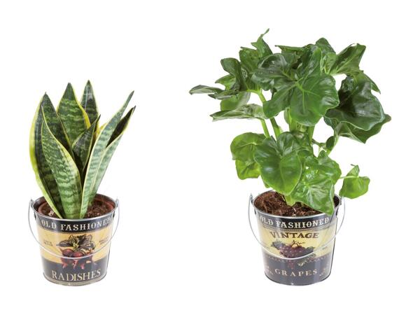 Grøn plante i spand