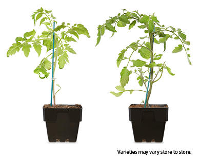 Tomato and Herb Seedlings 100mm
