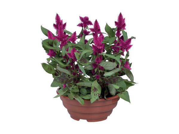 Plante i skål