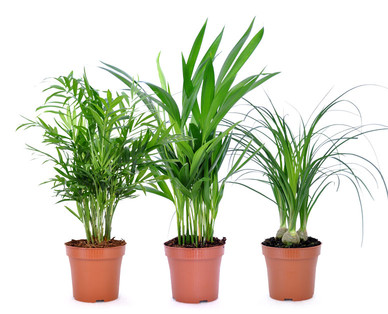 Palme