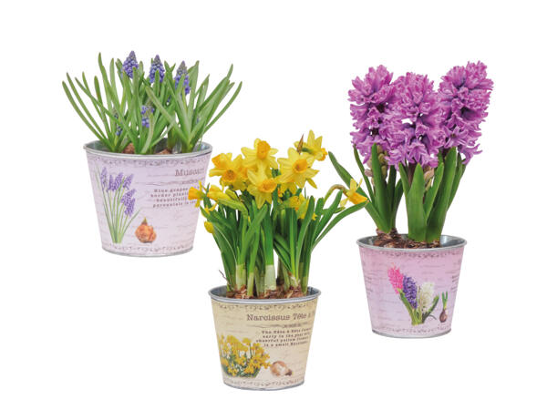 Blumenzwiebel im Zinktopf